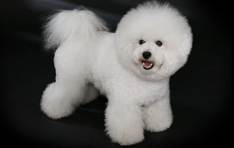 Bichon Frise Grooming Grooming Prices to Pet's Health. Key to a