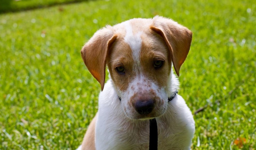 In home Pet Care