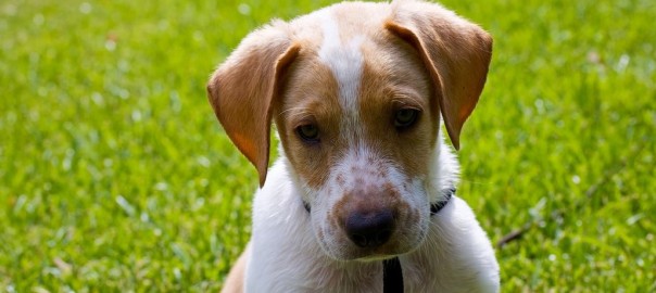 In home Pet Care