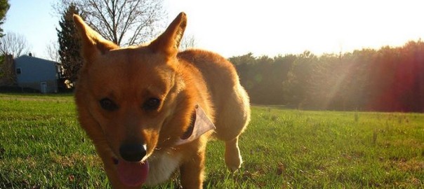 Pet Care tips