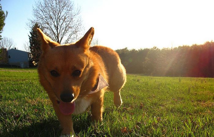 Pet Care tips