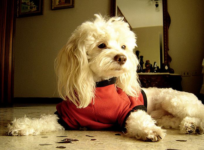 Pet Grooming