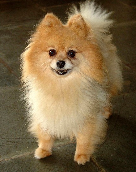 lion cut black pomeranian