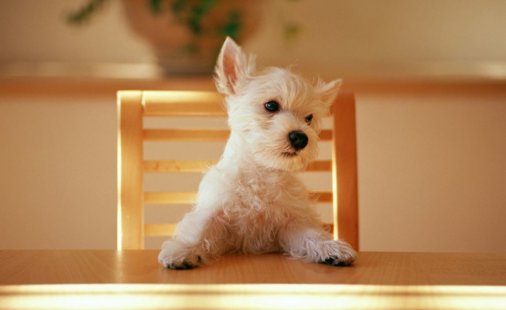 Nutritional Requirements for dogs