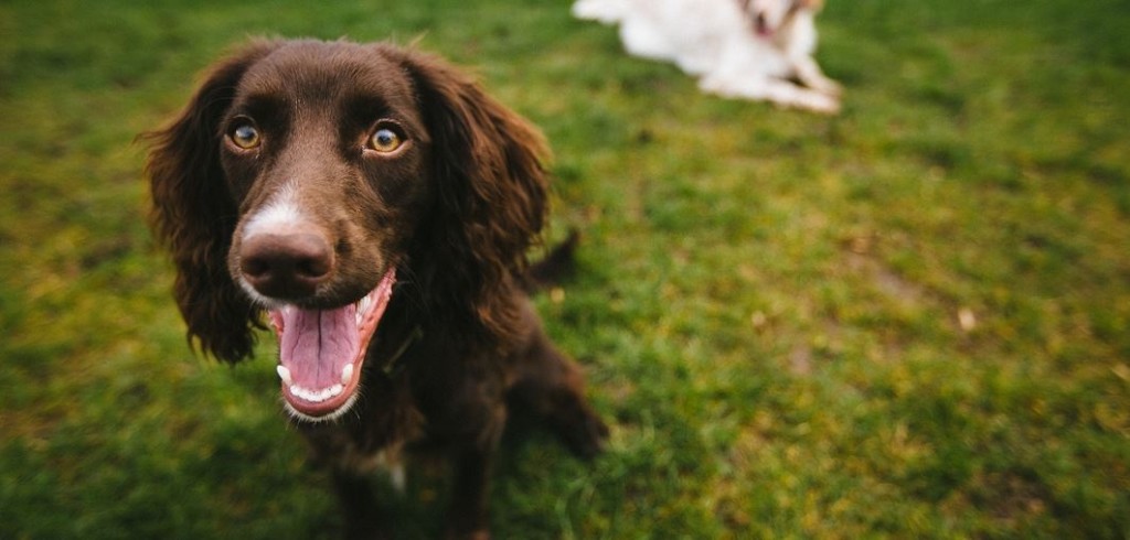 Dog Dental Care