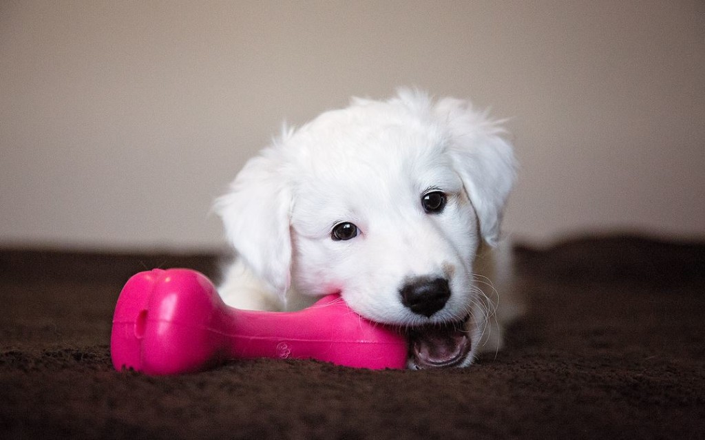 Essential Pet Supplies