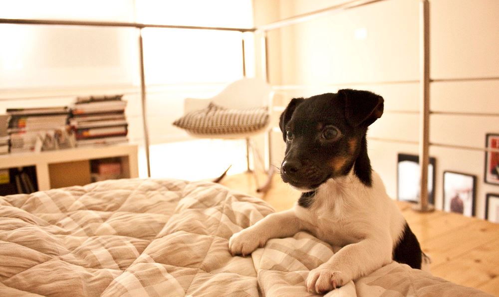 House Training Your Puppy