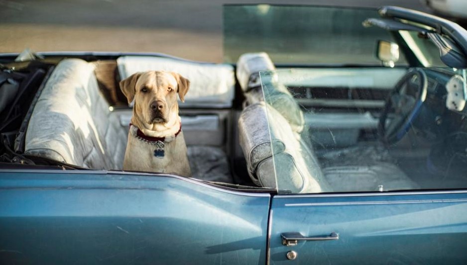 enjoy dog in car
