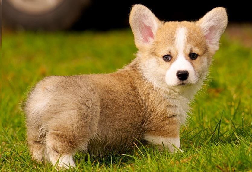 Corgis