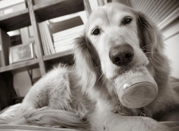 Human Treats For Dogs