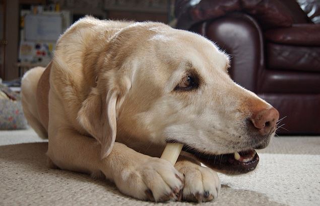 How to Clean Dogs Teeth