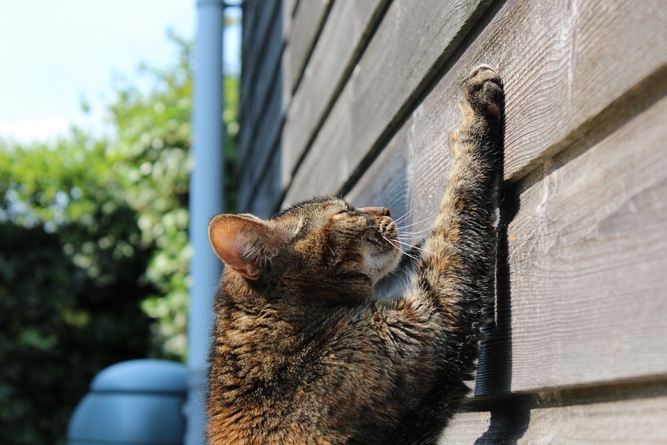 Cat Claw Trimming