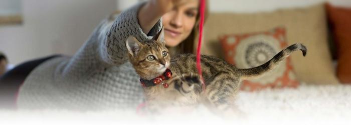Cat Owners Resolution