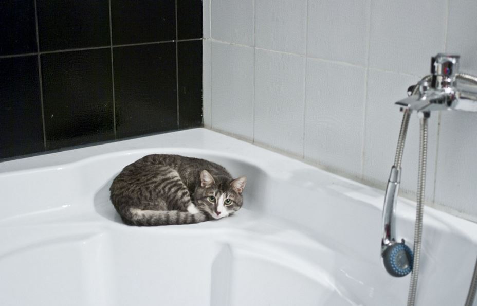 how to bath cat