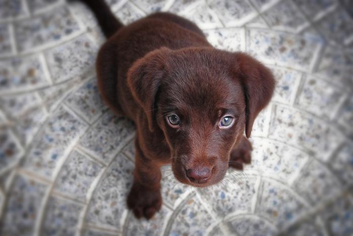 Buying a puppy