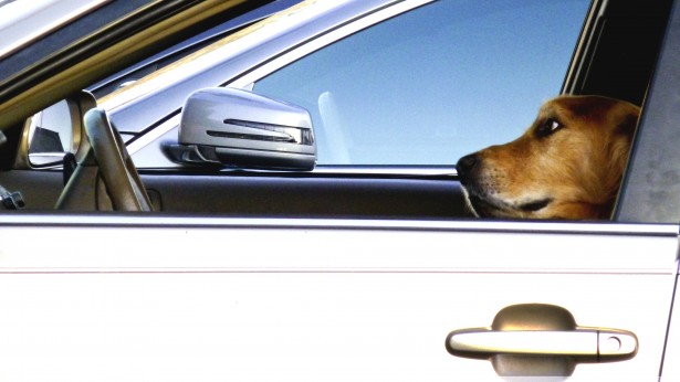 Pet Travel