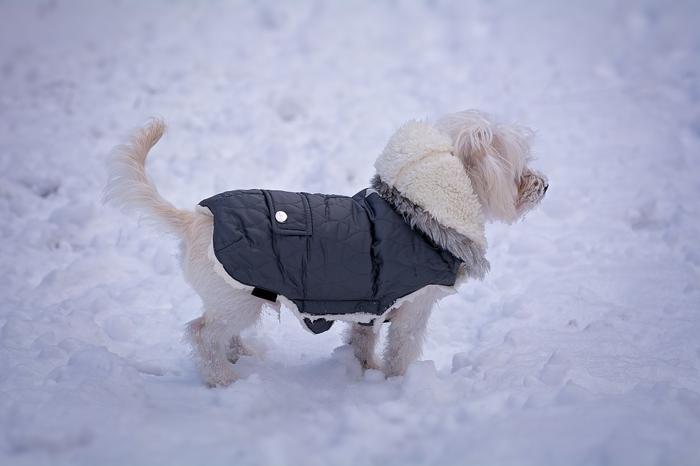 Dog Coat for Winter