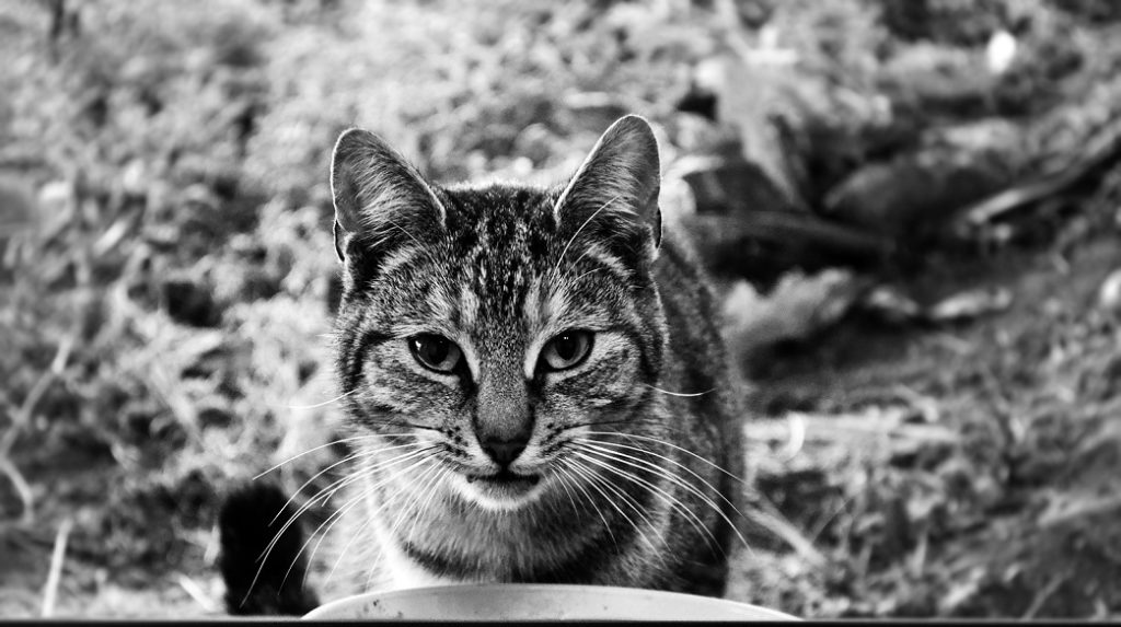 Perfect Pet Picture