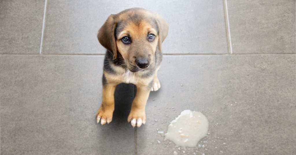 petcare why is my puppy throwing up